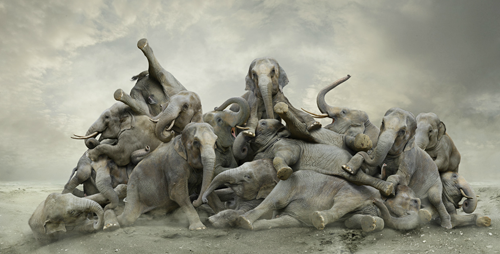 koen demuynck's elephants